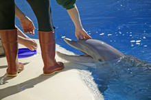 Dolphin N Trainer