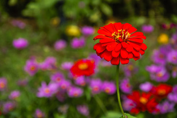 Wall Mural - The blossoming gerbera jamesonii flowers closeup in garden 