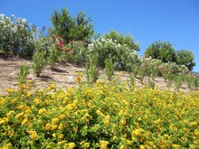 Mediterranean Garden With Yellow Lantana,oleander And Pine Trees