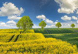 Fototapeta Fototapety z widokami - wiosenne pole,zielone zboże,kwitnący rzepak
