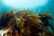 Sunny reef with sea cabbage laminaria