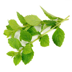 Poster - Lemon Balm (Melissa Officinalis) Isolated on White Background