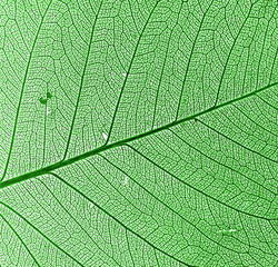 Poster - green leaf background