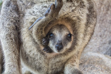The Baby Kangaroo
