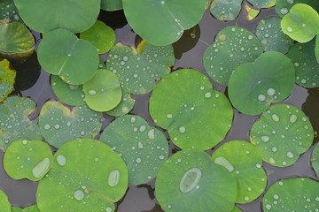 Texture with leaves of water lilies