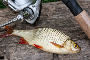 Several common rudd fish on natural background. Catching freshwa