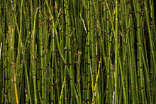 Equisetum Hyemale, Commonly Known As Rough Horsetail, Scouring Rush, And In South Africa As Snake Grass