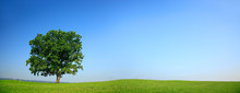 Mighty Oak Tree In Green Field, Spring Landscape Under Blue Sky