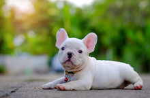 Dog Obesity,Young French Bulldog White Playing On The Cement Flo