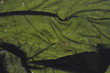 green crumpled sheet of maple, macro