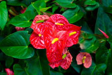 Red And Pink Anthurium Flower Also Known As Tail Flower.