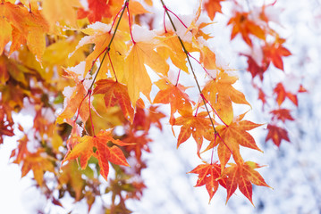 red and yellow fall maple tree covered in snow / hokkaido japan