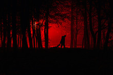 Murder In The Park. Maniac Drags His Dead Victim. Maniac Kills His Victim In The Night Deserted Park. Silhouettes In Night Foggy Forest