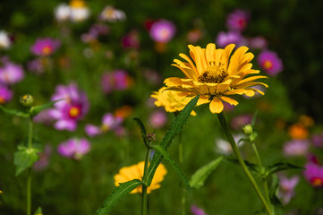 Wall Mural - The blossoming gerbera jamesonii flowers closeup in garden  