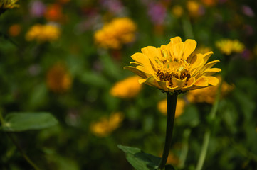 Wall Mural - The blossoming gerbera jamesonii flowers closeup in garden 