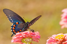 Beautiful Iridescent Blue Pipevine Swallowtail Feeding On A Pink Zinnia, Front Ventral View