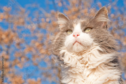 Beautiful Long Haired Diluted Calico Cat Against Blue Sky And A