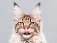 Portrait Of Domestic Black Tabby Maine Coon Kitten - 5 Months Old. Funny Striped Kitty Licking Nose And Looking At Camera. Beautiful Young Cat Is Washing Itself, Showing Tongue On Grey Background.