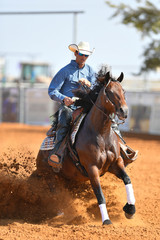 Wall Mural - The front view of a rider in cowboy chaps, boots and hat on a horseback running ahead and stopping the horse in the dust.