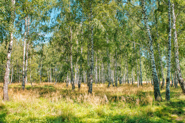 Wall Mural - small birch grove