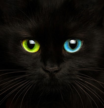 Black Cat With Eyes Of Different Colors Closeup