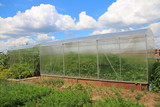 Fototapeta  - Modern rectangular polycarbonate greenhouses in the summer sunny garden