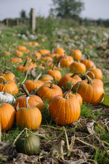 pumpkins in patch