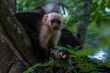 © wollertz - white headed capuchin -  Cebus capucinus - Pura Vida