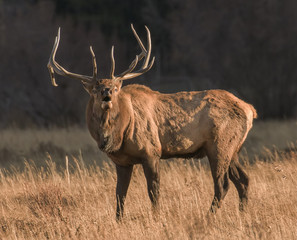 Wall Mural - Bugle Boy - A bull elk bugles his readiness to mate and his frustration that the cows seem to be ignoring him