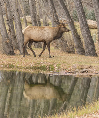Wall Mural - wapiti walking reflection - a bull elk strolls along the wapiti watering hole on its way to a bull s