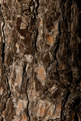 Old tree bark closeup texture background with natural light. Old tree bark texture background with natural light. Closeup nature textured backdrop.