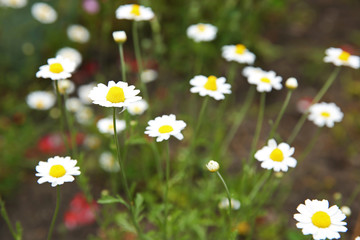 Canvas Print - Beautiful little daisies on a field