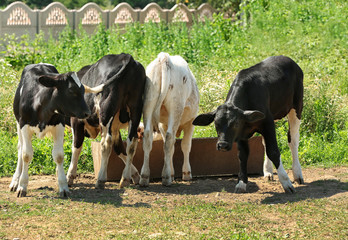 Cows on the pasture