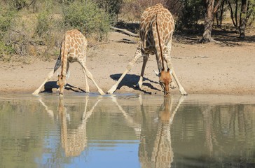 Wall Mural - Giraffe Background - African Wildlife - Splits for Sips