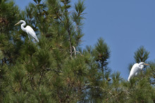 Two Great White Egrets On Top Of Trees