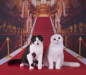 Poster - beautiful Scottish cat on the red carpet