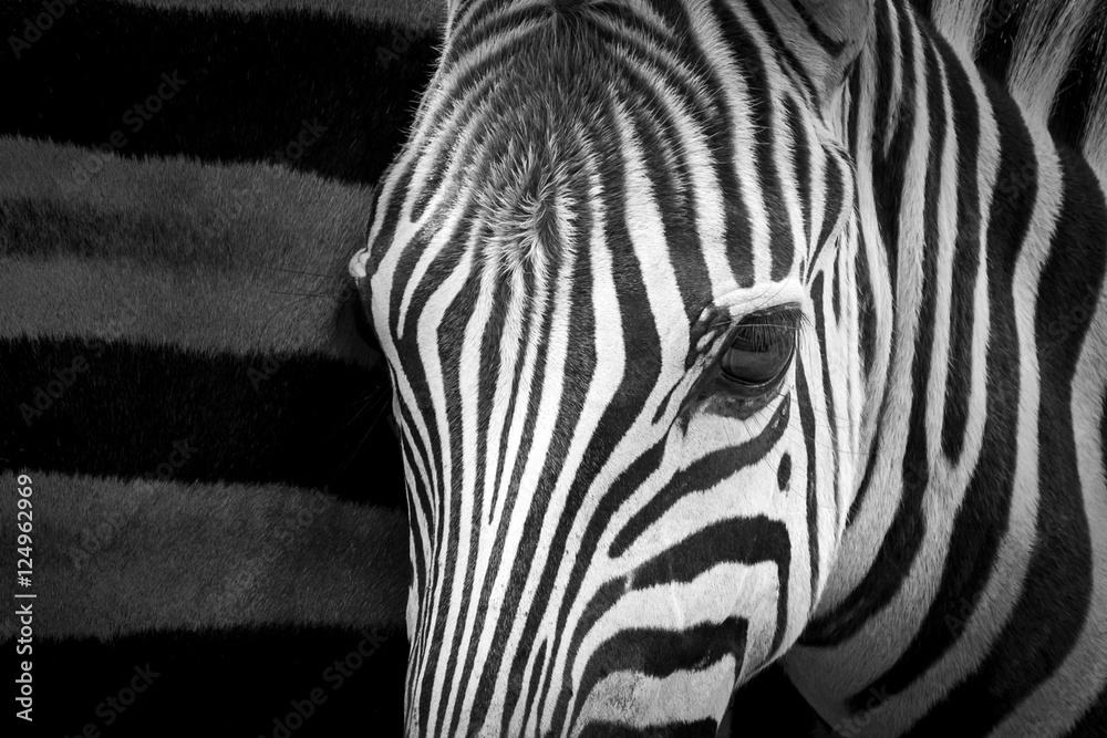 Zebra - obrazy, fototapety, plakaty 