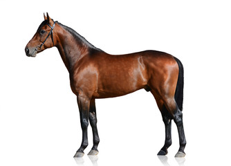 bay sport horse isolated on white background