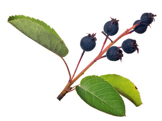 Wall Mural - bunch of juneberry isolated on white