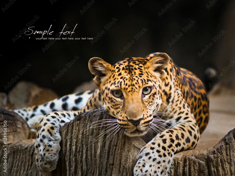 Leopard