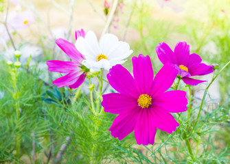 Wall Mural - Selective focus cosmos flowers among green leaves