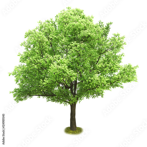 Fotografia, Obraz Single tree isolated on white background