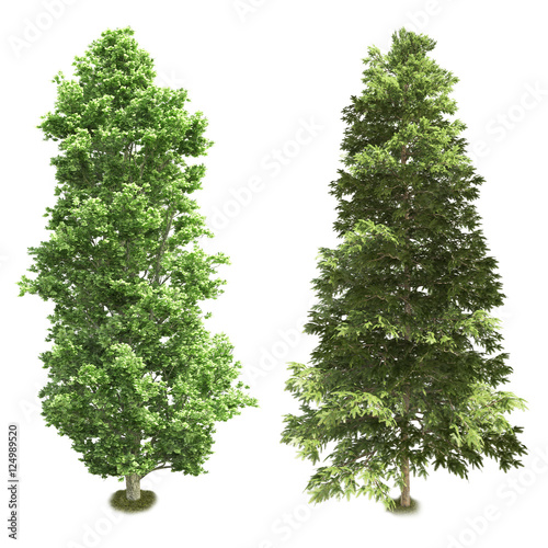 Fotografia, Obraz Single tree isolated on white background