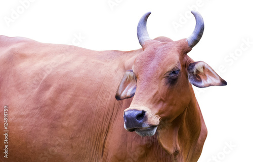 Plakat Image of red cow isolated on white background.