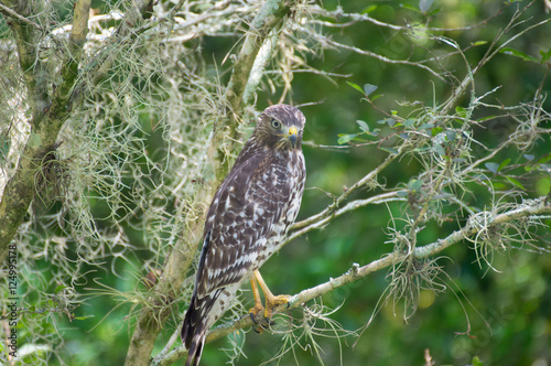 Chicken Hawk Buy This Stock Photo And Explore Similar Images At