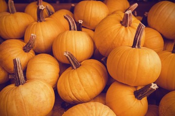 pumpkin patch