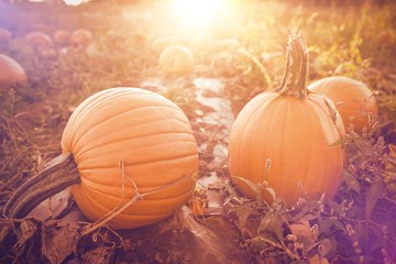 Pumpkin patch