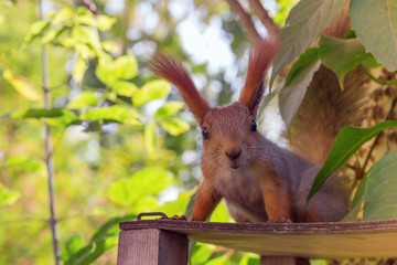 Wall Mural - Hand squirrel looking at the camera. Squirrel close up sitting on a tree. Curious glance.