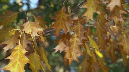 Poster - close up details branch with beautiful yellow and orange leaves in the city park in autumn season. maple tree in october sunny windy day