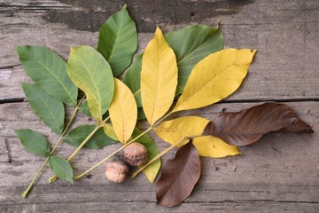 Wall Mural - leaf